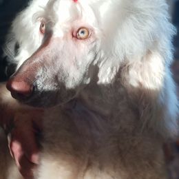 London - Cream female Poodle puppy in Travelers Rest, South Carolina from Cotton Top