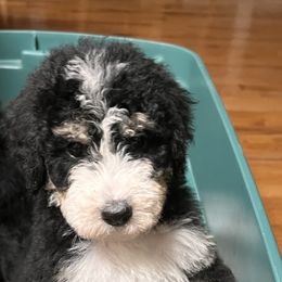 Bernedoodle Puppies from A MAYSING Bernedoodles