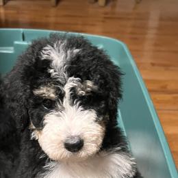 Bernedoodle Puppies from A MAYSING Bernedoodles