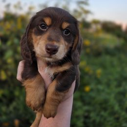 Sparky - Chocolate and tan male Dachshund puppy in Lewiston, Idaho from Farmhouse Dachshunds