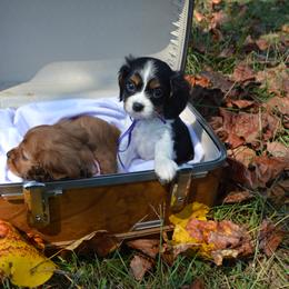 Cavalier King Charles Spaniel Puppies from Freeman's Royal Cavaliers