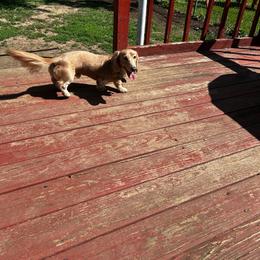 Oliver - Dachshund