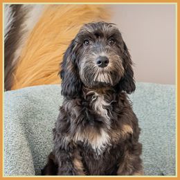 Julia - Phantom female Bernedoodle puppy in Connersville, Indiana from Deaz Doodle Ranch