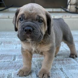 Formentino female purple collar - Gray and fawn female Cane Corso puppy in Cherry Valley, California from Liberty Corsos
