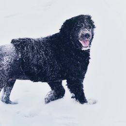 Evidence - Portuguese Water Dog