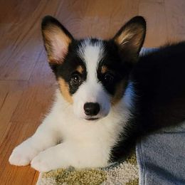 Pembroke Welsh Corgis and Poodles from Ivy League Poodles