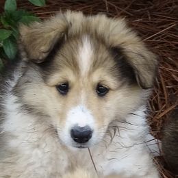 Collies and Toy Shetland Sheepdogs from Holbrook Homestead