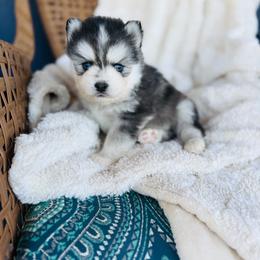 Pops - Black and white male Pomsky puppy in Yavapai County, Arizona from Pawsh Pomskies