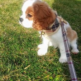 Cavalier King Charles Spaniel Puppies from Grace Cavalier Kingdom