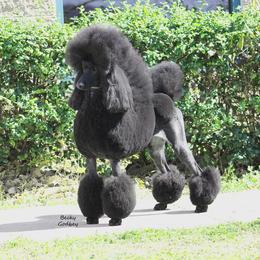 Glitter - Poodle