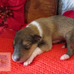 Comet - Sable and white female Collie puppy in Morocco, Indiana from Collegiate Bassets and Rheign Collies