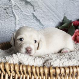Ellen - Cream female Dachshund puppy in Pace, Florida from Shoebox Doxie’s