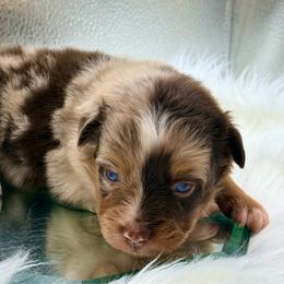 Spider-Man - Red merle male Toy Australian Shepherd puppy in Blacksburg, South Carolina from Rustic Rose Toy Australian Shepherds