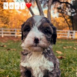 Noel - Blue merle female Bernedoodle puppy in Temecula, California from Country Hills Doodles