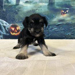 Black and Silver Male - Black and silver male Miniature Schnauzer puppy in Clover, South Carolina from Bobo’s Babies Kennels