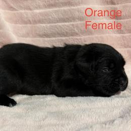 Orange Collar - Black female Cane Corso puppy in Paris, Texas from Knucklehead Cane Corso