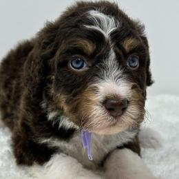 Rebekah - Tri-color female Bernedoodle puppy in Oologah, Oklahoma from Timber Hills Poodles and Doodles