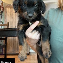 Aussiedoodle Puppies from Madeline Wendt