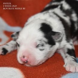 Pistol - Blue merle male Miniature Australian Shepherd puppy in Patterson, North Carolina from DreamLine Aussies
