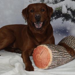 Simba - Labrador Retriever