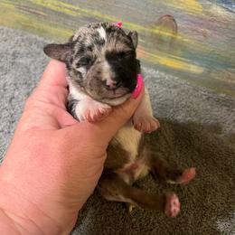 Boy 4 Merle - Black and silver male Miniature Schnauzer puppy in Hickory Grove, South Carolina from Oopsie Doodles