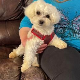 Marshmallow - White male Maltese puppy in Cascade, Iowa from Ani's Midwest Maltese