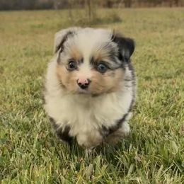 Blue male-1 - Blue merle male Toy Australian Shepherd puppy in Lame Deer, Montana from Bar M Toy Aussies