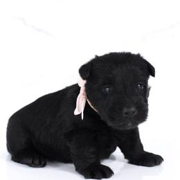 Fawn - Black female Scottish Terrier puppy in Mount Joy, Pennsylvania from K&M Kennel