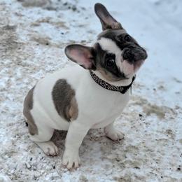 French Bulldog Puppies from Jessicah's Frenchies Howell Michigan