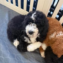 Bean - Black male Goldendoodle puppy in Orangevale, California from Ugly Dad Doodles