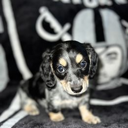 Dachshund Puppies from Rockin' M’s LilBitty Dachshunds (LBD)