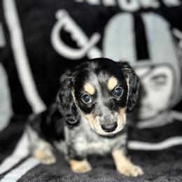 Dachshund Puppies from Rockin' M’s LilBitty Dachshunds (LBD)