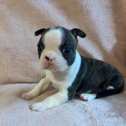 Miracle - Brindle and white female Boston Terrier puppy in Brookville, Ohio from Best Friend Bostons