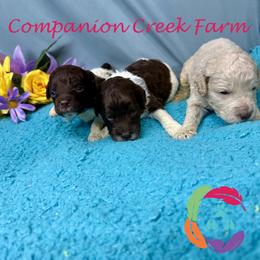 Amber - Cream female Labradoodle puppy in Bowman, Georgia from Companion Creek Farm