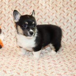 Tris - Black and tan female Pembroke Welsh Corgi puppy in Morton, Mississippi from Crown AB Farms Pembroke Welsh Corgis