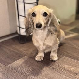 Lucy - Dachshund
