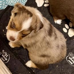 ASDR 2 Blue's Spark of Fire - Red merle male Toy Australian Shepherd puppy in Tremont, Tennessee from 2 Blue Toy Aussies