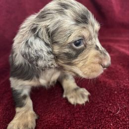 Rhett - Dapple male Dachshund puppy in Argos, Indiana from TKO Doxies