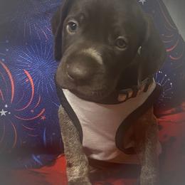 Pup 1 gray available - Liver roan male German Shorthaired Pointer puppy in Hardeman County, Tennessee from Howell Farm GSP