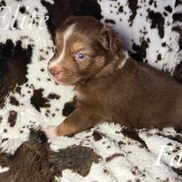 Faith - Red tri female Miniature Australian Shepherd puppy in Corpus Christi, Texas from Elite Miniature Australian Shepherds