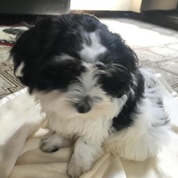 Cavachons from Clair’s Cavachon’s of Mid Coast Maine