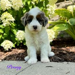 Peony - Blue merle female Bernedoodle puppy in Midland, Michigan from Northern Charm Farm