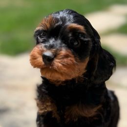 Diesel - Black male Cavapoo puppy in Draper, Utah from Cavachon Love Chocolate Cavaliers, Cavaliers, Cavachon’s, Cavapoos