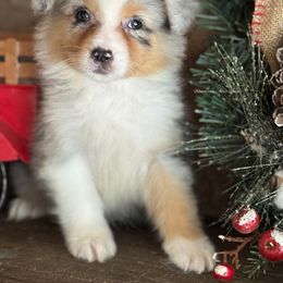 BMF1 - Blue merle female Australian Shepherd puppy in Chehalis, Washington from Wandering Acres Ranch
