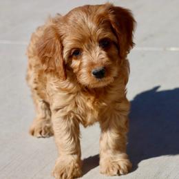 Fern - Red female Cavapoo puppy in Malad City, Idaho from FreckledCowgirlPuppies