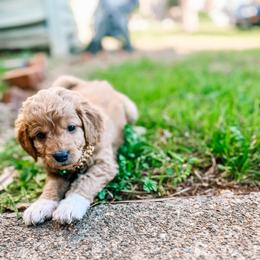 F1B Small Goldendoodle Bentley - Apricot male Goldendoodle puppy in Redding, California from Casa Delarosa Poodles & Doodles Collective