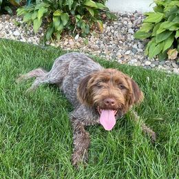 Wirehaired Pointing Griffons from PrairieWind Preserve