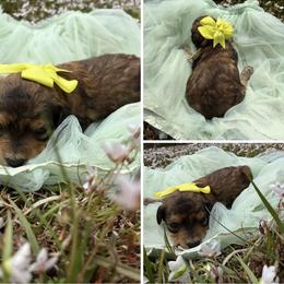 Lovey - Sable female Poodle puppy in Conway, Arkansas from Arkansas River Poodles