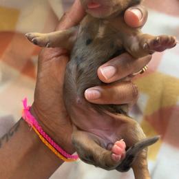Mira - Dapple female Dachshund puppy in Orem, Utah from Miekca’s Dachshunds
