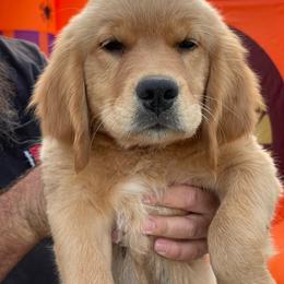 Red collar male - Letty - Golden male Golden Retriever puppy in Yucaipa, California from Blessed Goldens